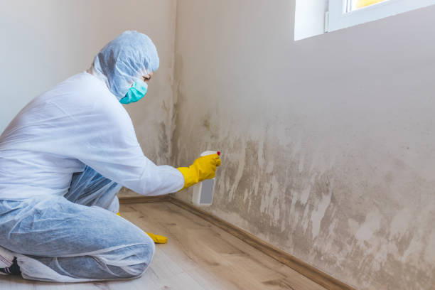 Licensed Basement Mold Remediation service in Houston, PA - WQB Mold Removal