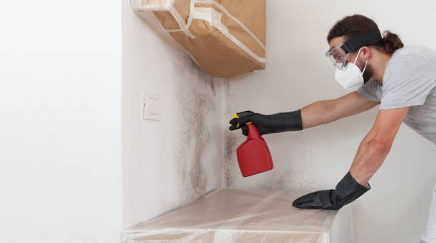 Professional Basement Mold Remediation technician working in Houston, PA