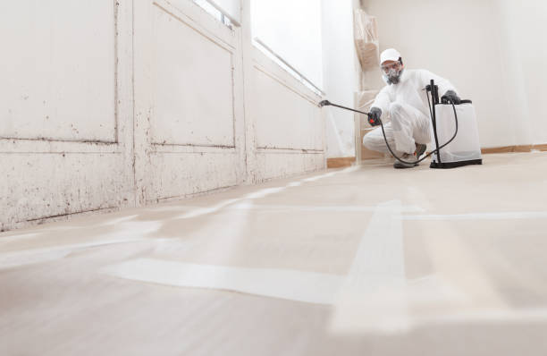 24/7 Emergency Basement Mold Remediation experts in Houston, PA