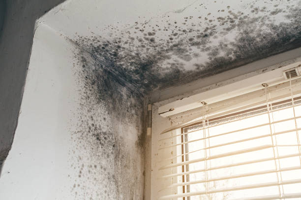 Affordable Basement Mold Remediation solutions in Houston, PA